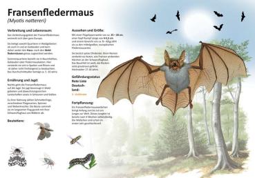 Bild- und Lehrtafel: Fransenfledermaus